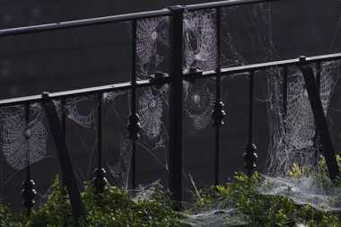 14 October 2021 - 10-09-21

----------
Spider's web in Devon